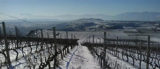 Kir-Yianni Paranga Assyrtiko - Pohjois-Kreikan valkea helmi